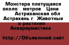 Монстера плетущаяся около 5 метров › Цена ­ 2 500 - Астраханская обл., Астрахань г. Животные и растения » Аквариумистика   